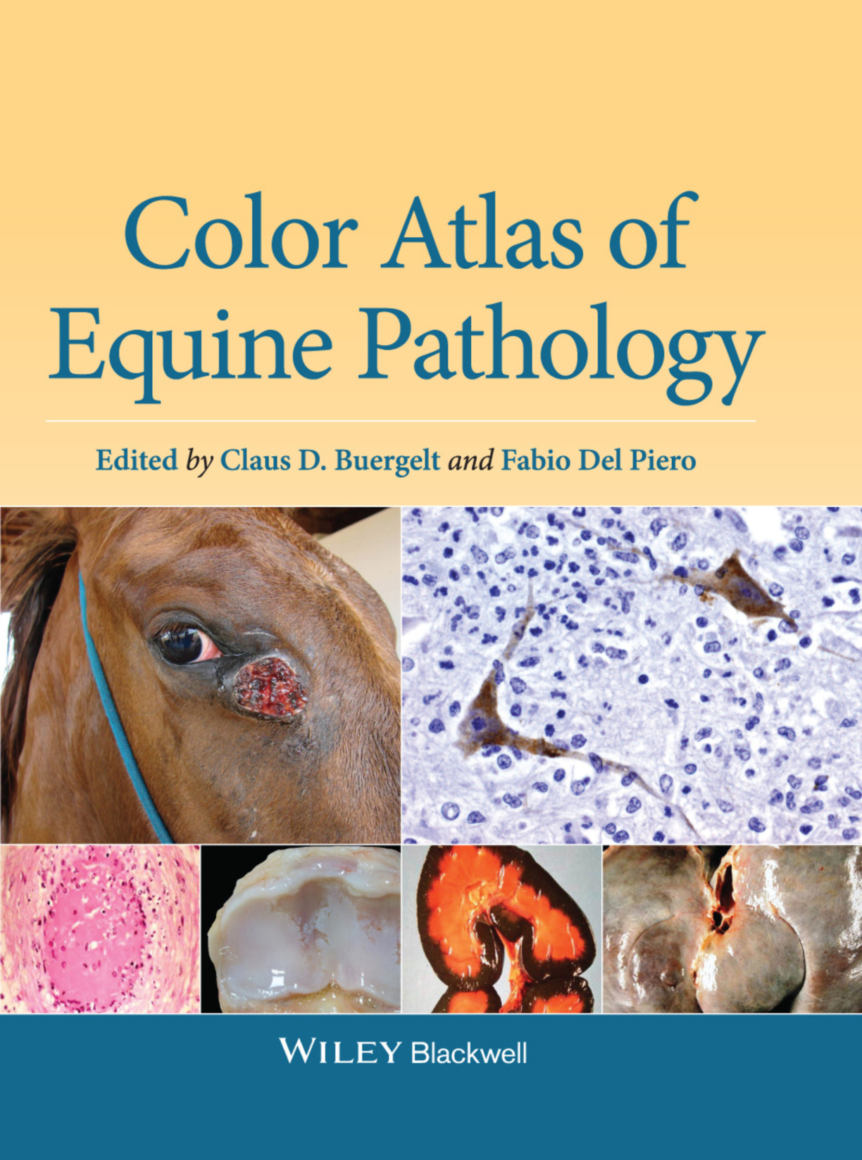 color atlas of equine pathology ereadspot com .jpg