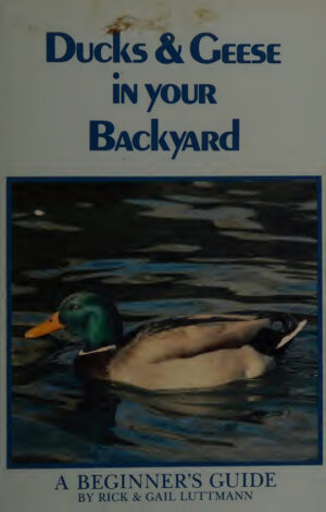 ducks and geese in your backyard a beginner s guide rick lut.jpg