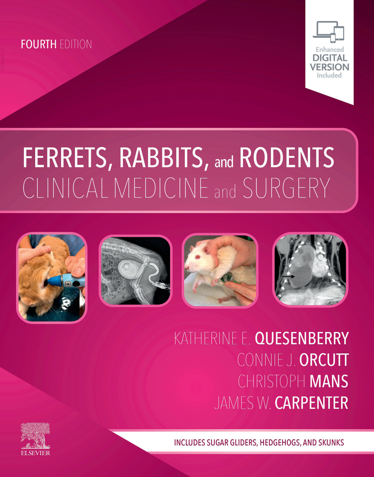 ferrets rabbits and rodents clinical medicine and surgery 1.jpg ferrets rabbits and rodents clinical medicine and surgery 1.jpg