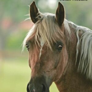 horse senses mcbane, susan