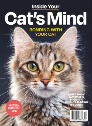 inside your cat s mind bonding with your cat 2025 ereadspot.jpg