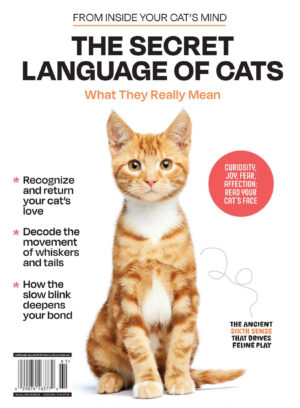 inside your cat s mind the secret language of cats 2025 ere.jpg