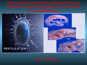 mrp and endocrinology of pregnancy 1 ereadspot.jpg