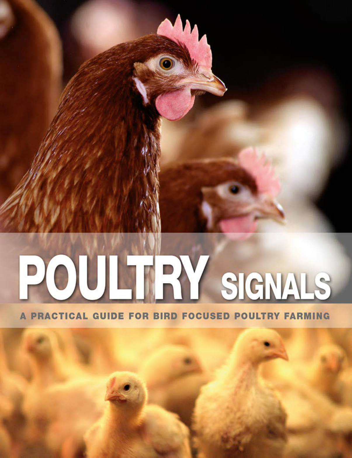 poultry signals a practical guide for bird focused poultry .jpg