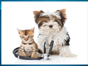 the common feline infectious diseass ereadspot.jpg
